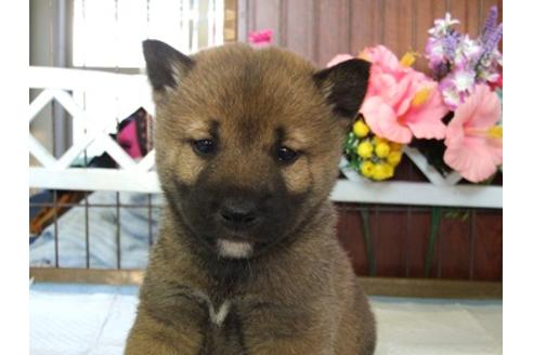 成約済の三重県の柴犬-43876の2枚目